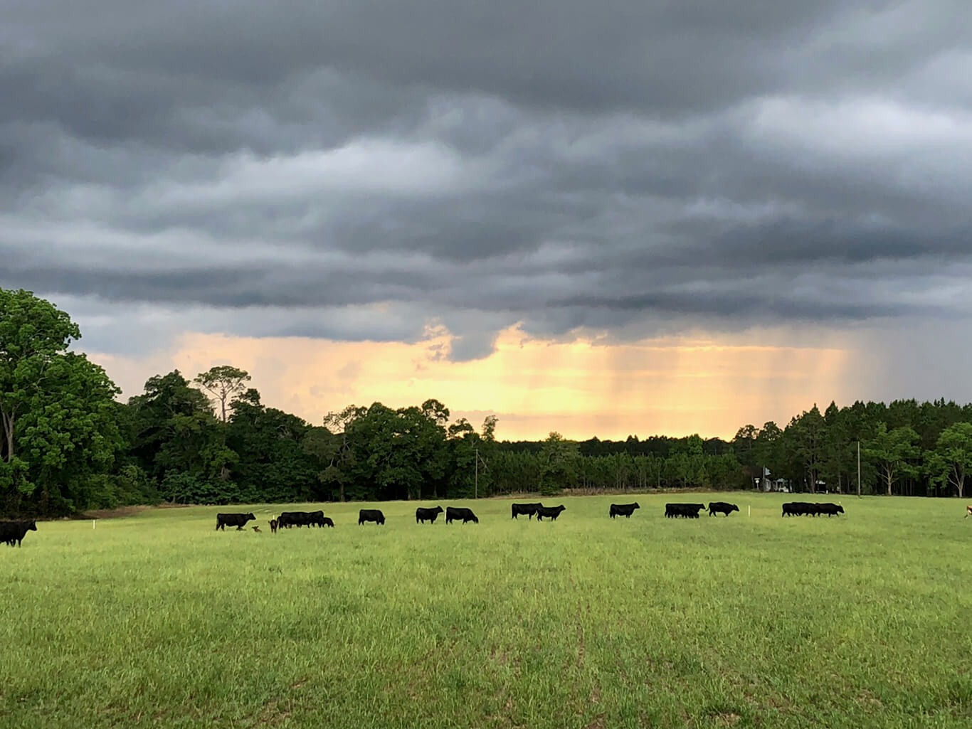 920 Cattle: For the Love of Beef and People - Ranch House Designs, Inc.